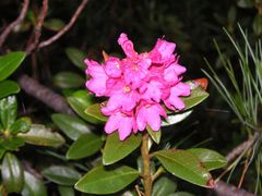 Alpenrose im schönen Zirbelwald