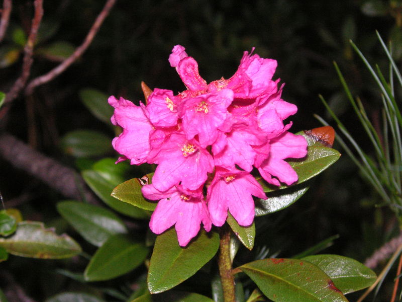 Alpenrose im Zirbelwald