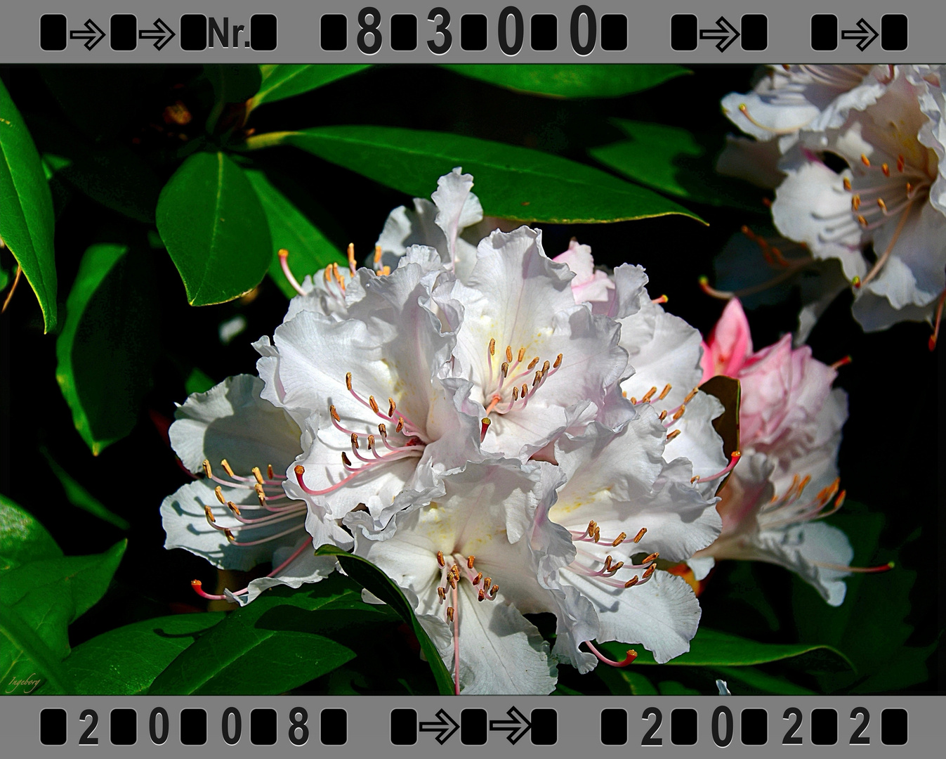 Alpenrose Jubilée