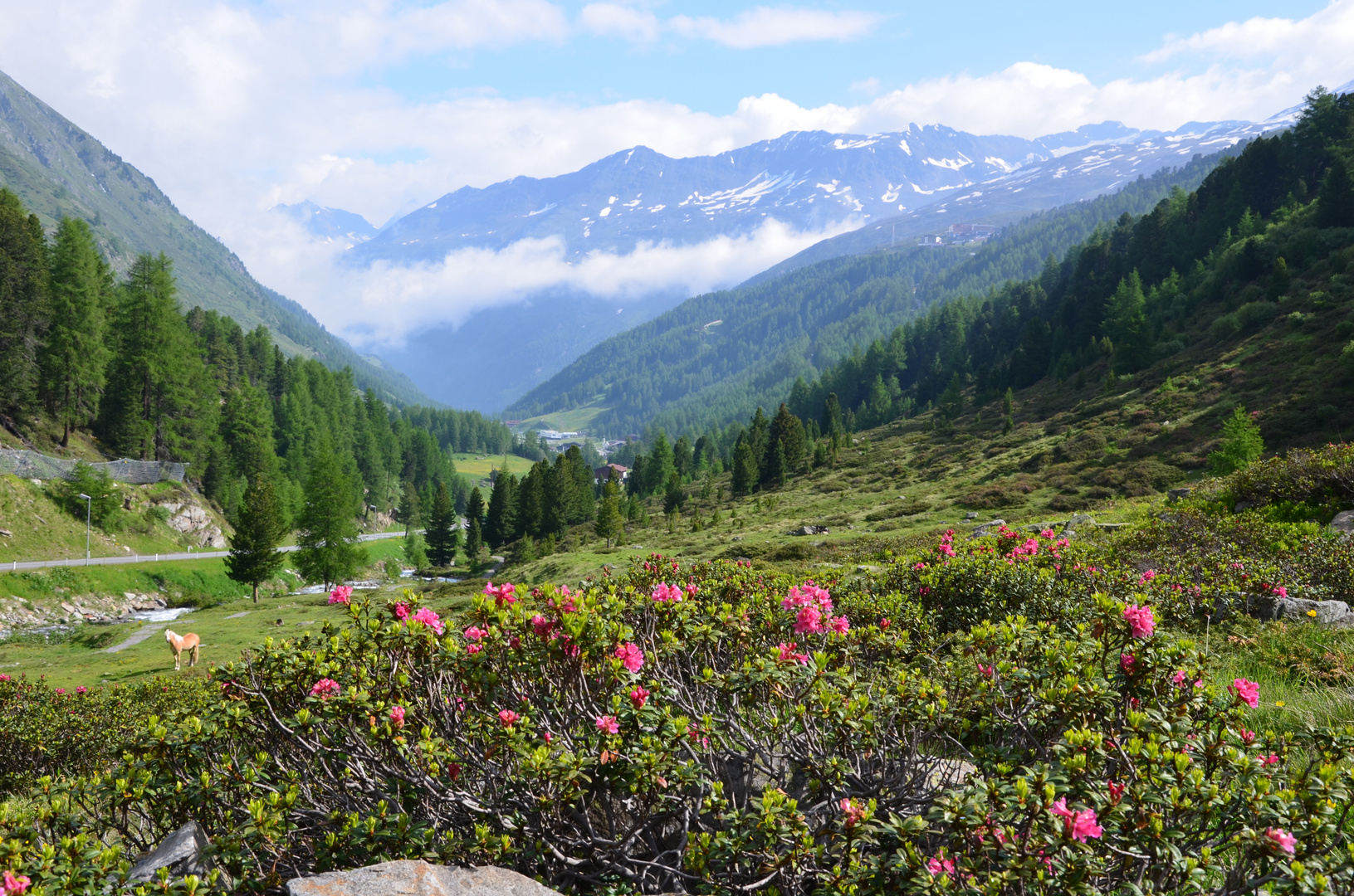 Alpenrose mit Blick auf Obergurgel (Ötztal)