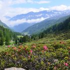 Alpenrose mit Blick auf Obergurgel (Ötztal)