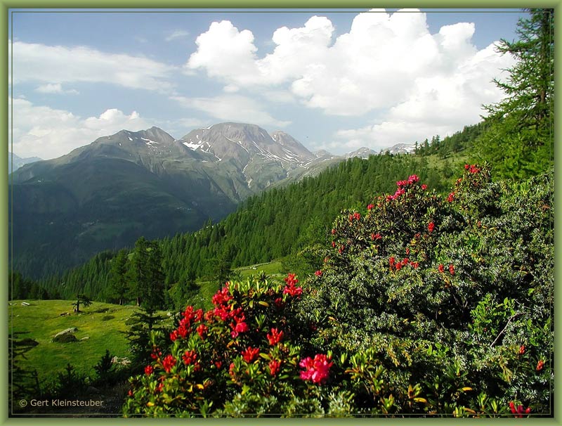 Alpenrose mit Hintergrund