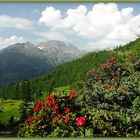 Alpenrose mit Hintergrund