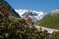 Alpenrose mit Urkundkopf