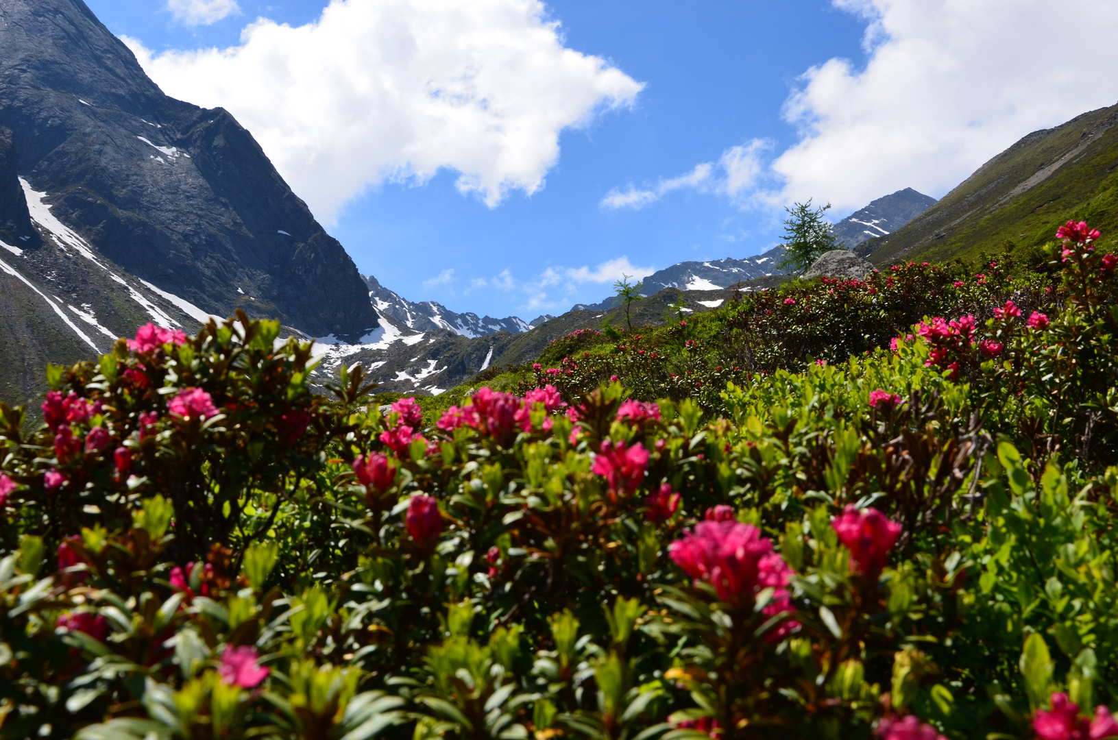 Alpenrose nähe Breitlehnalm bei Huben (Ötztal)