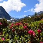 Alpenrose nähe Breitlehnalm bei Huben (Ötztal)