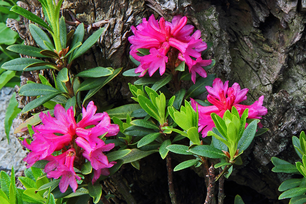 Alpenrose -Rhododendron feruginaeum