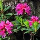 Alpenrose -Rhododendron feruginaeum