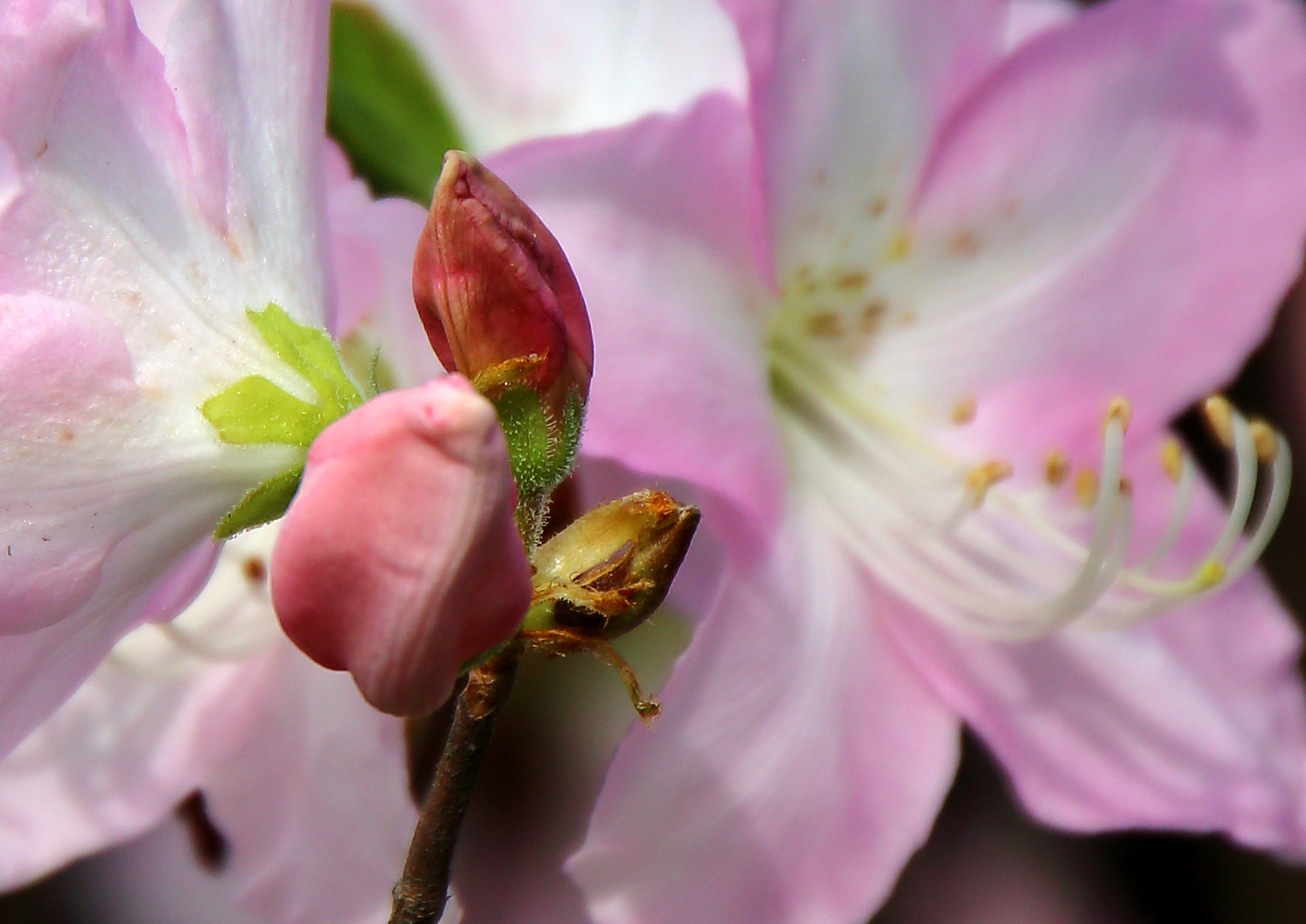 Alpenrose / Rhododendron Schlippenbachia