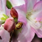 Alpenrose / Rhododendron Schlippenbachia