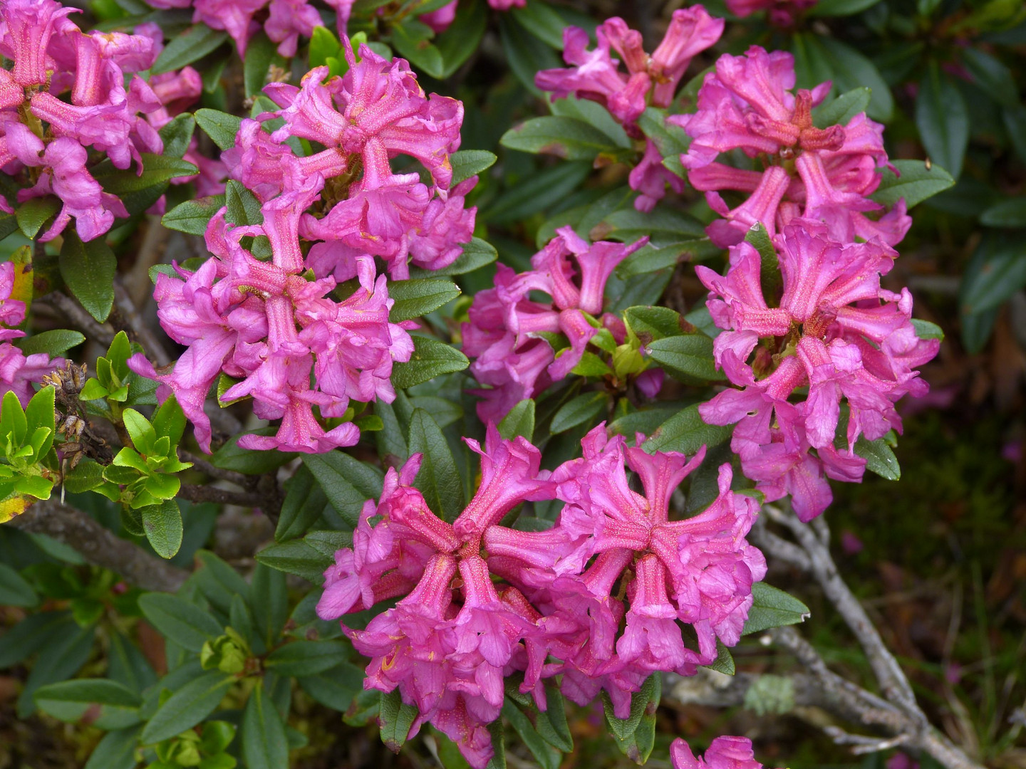 Alpenroseblüte