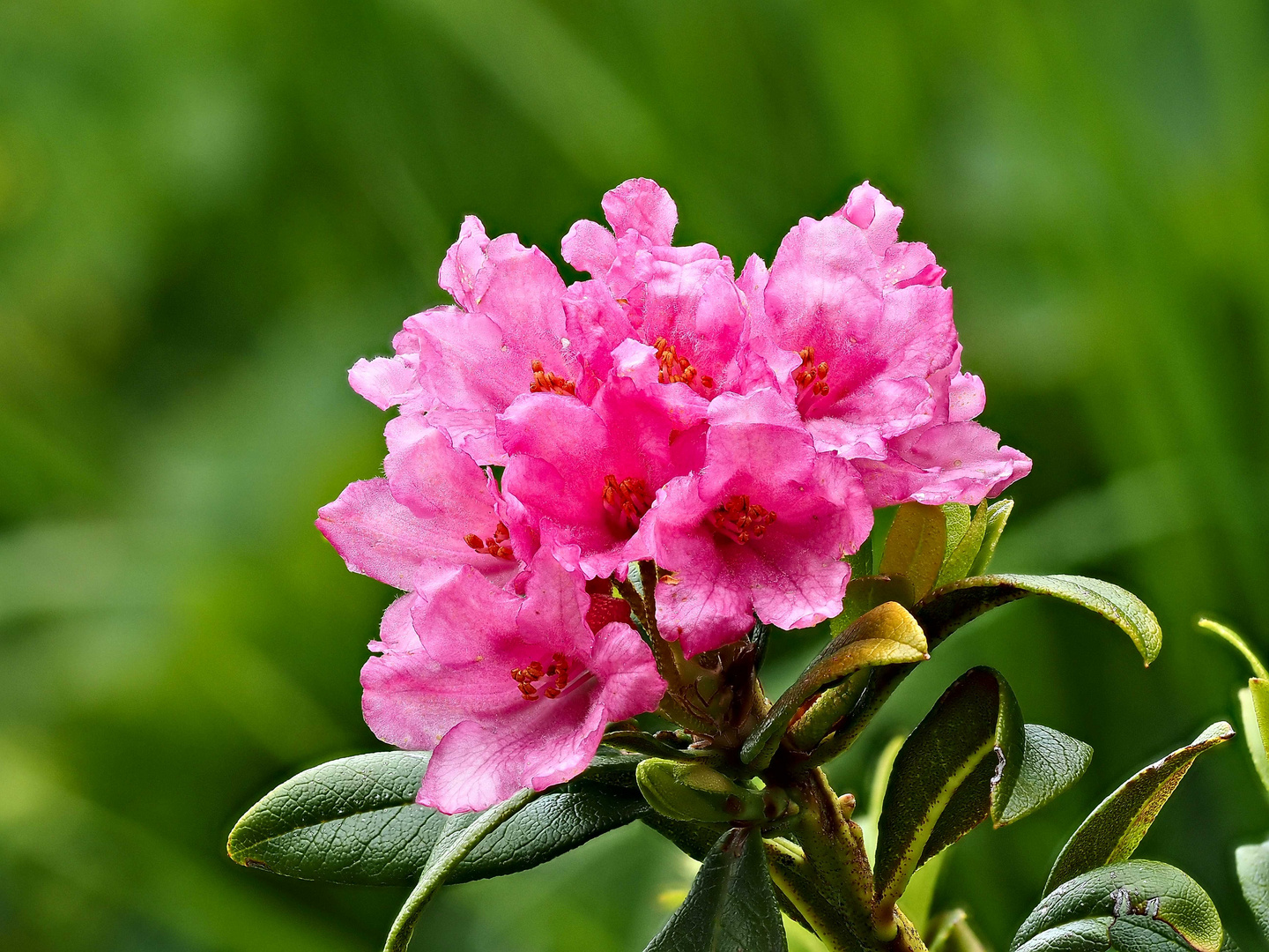 Alpenroseblüte