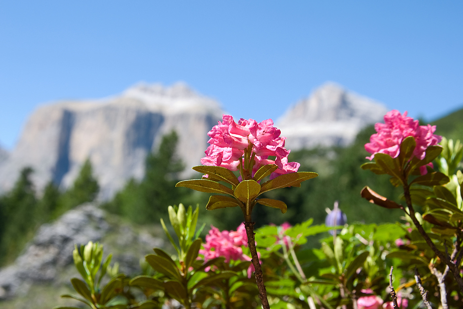 Alpenrosen...