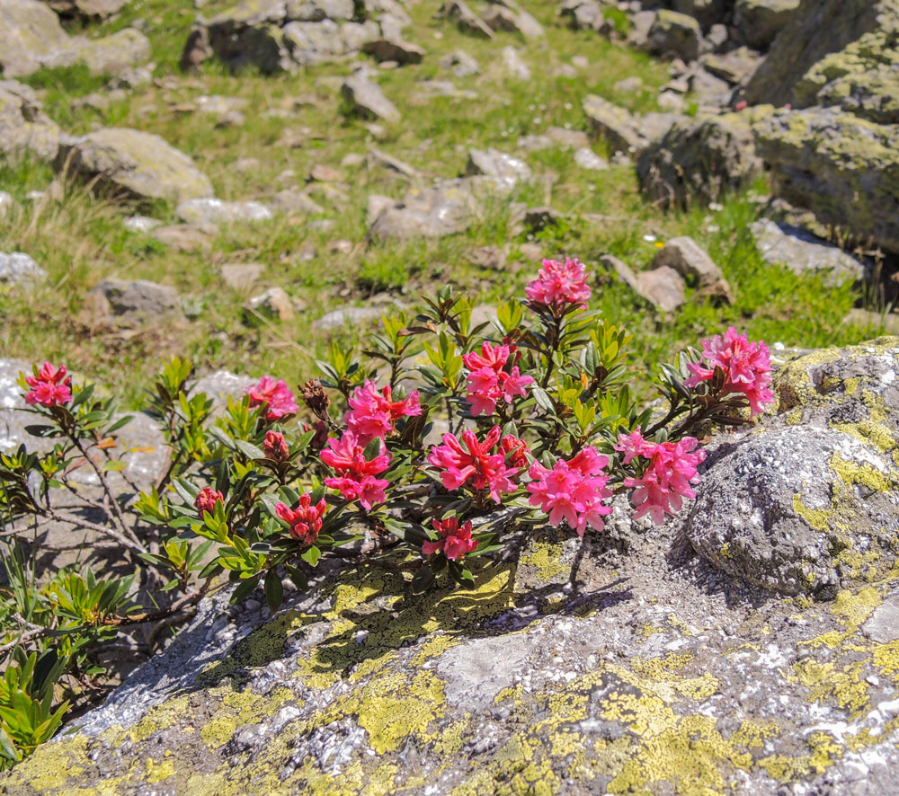 Alpenrosen