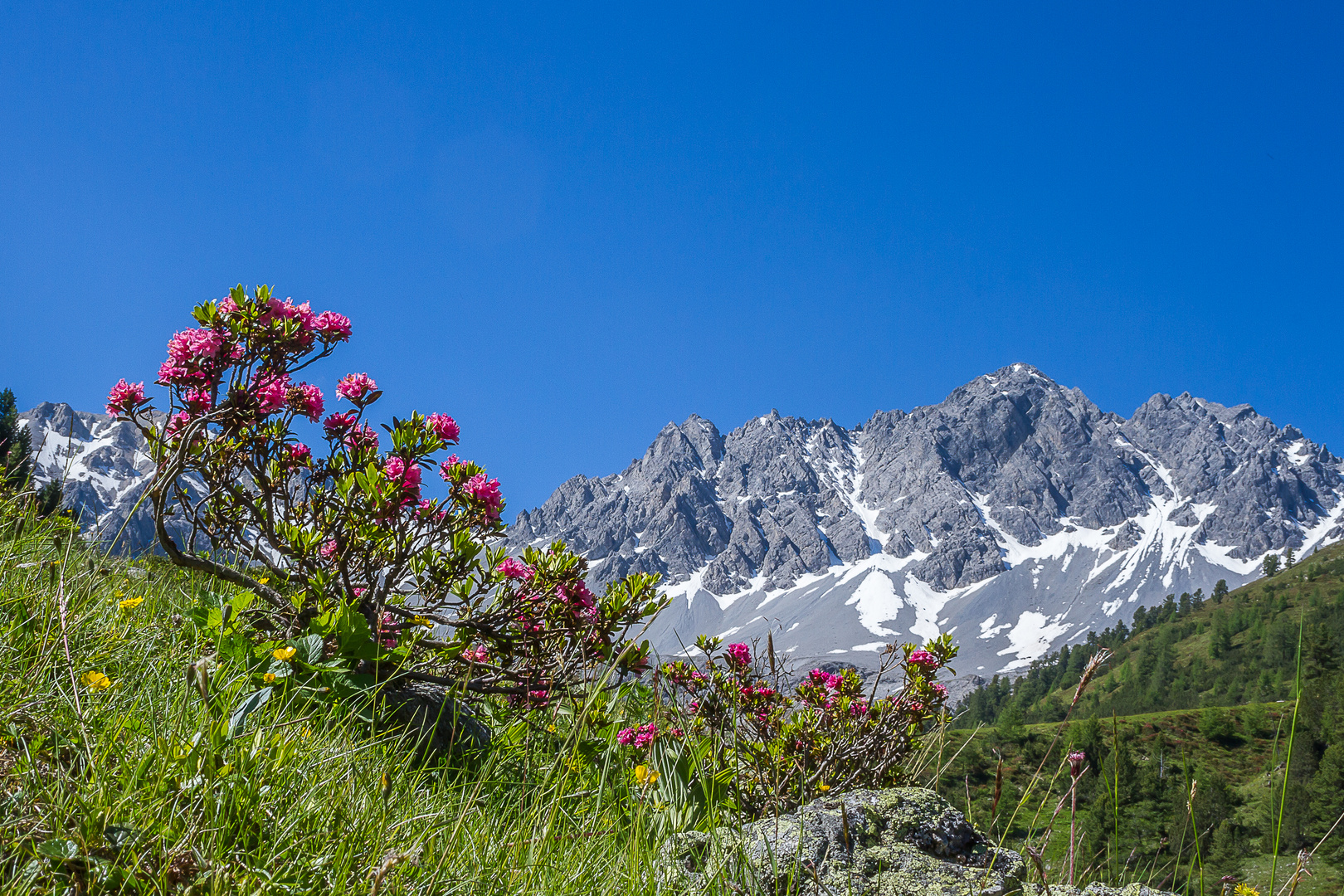 Alpenrosen