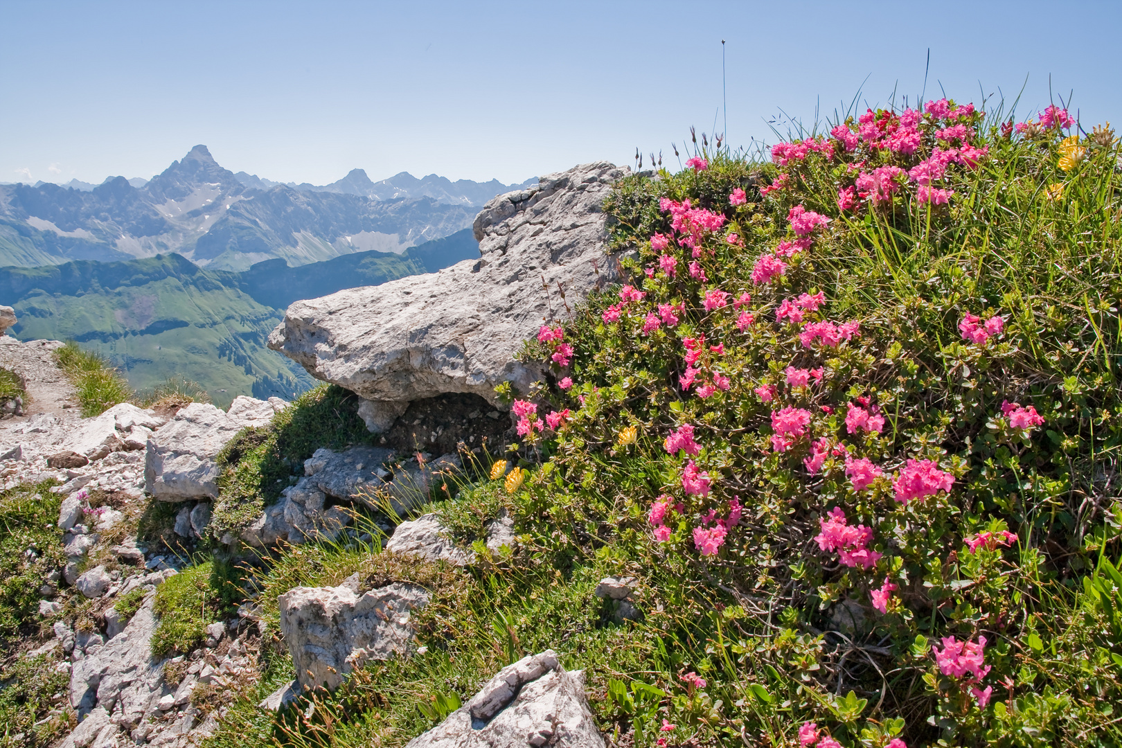 Alpenrosen