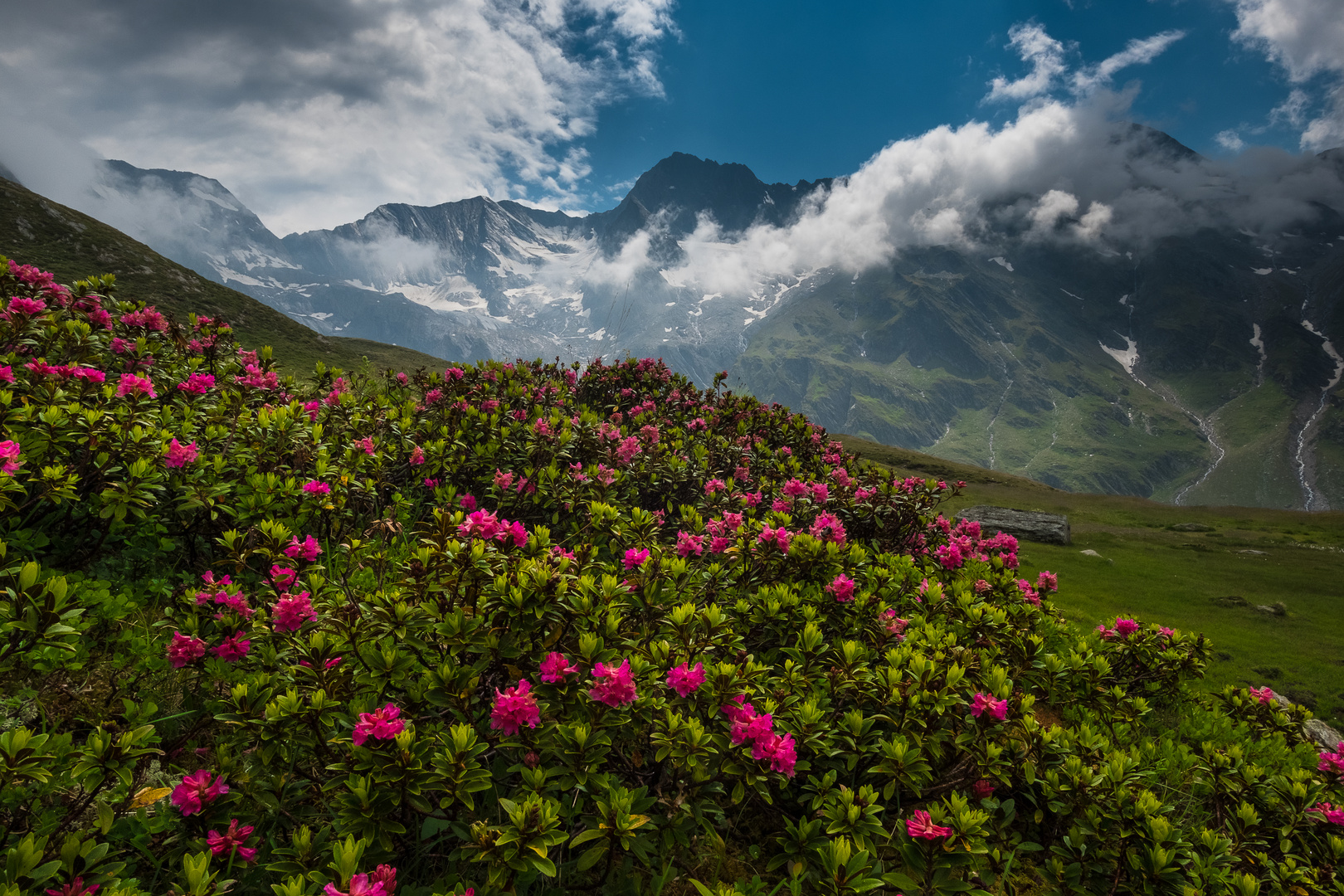 Alpenrosen