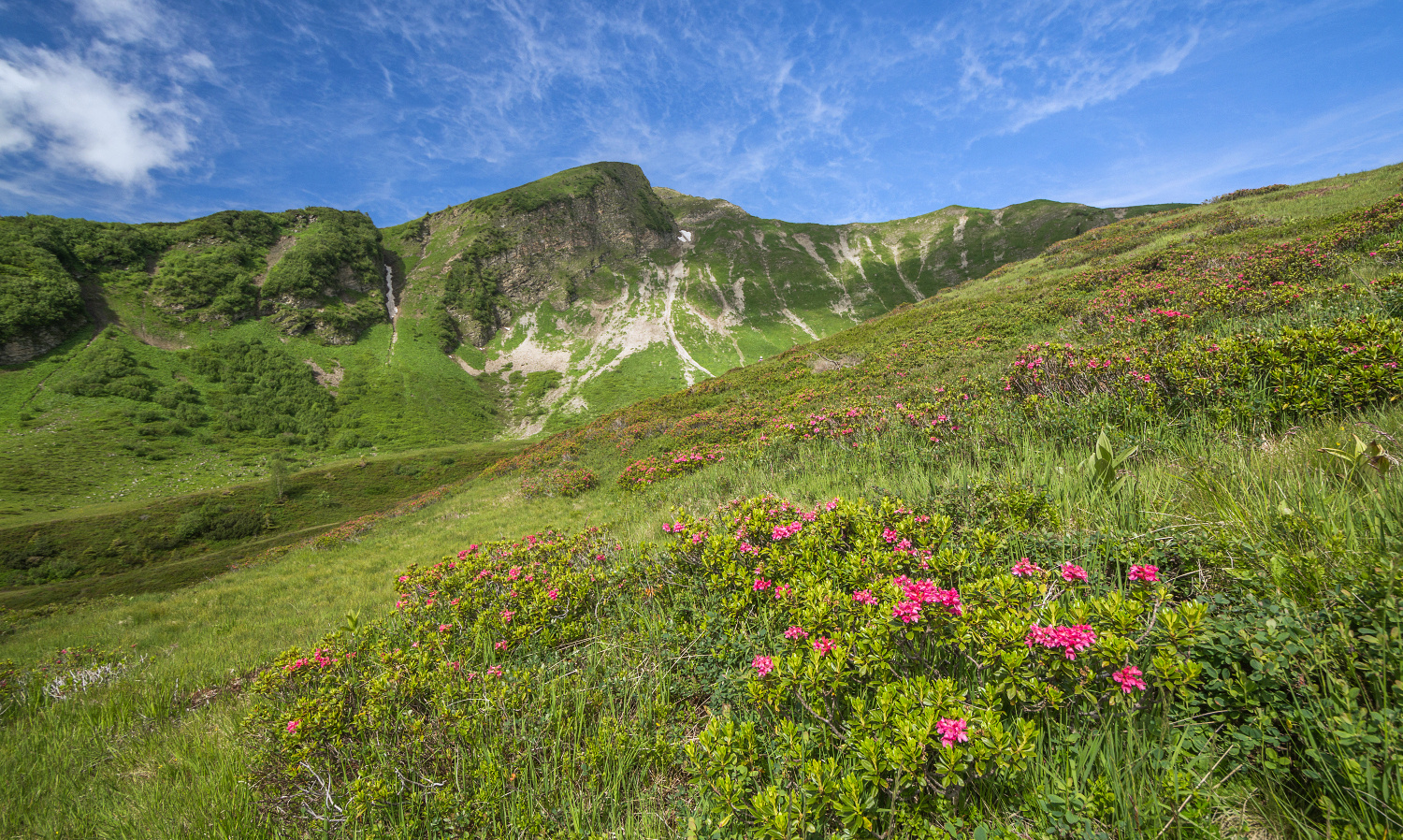 Alpenrosen