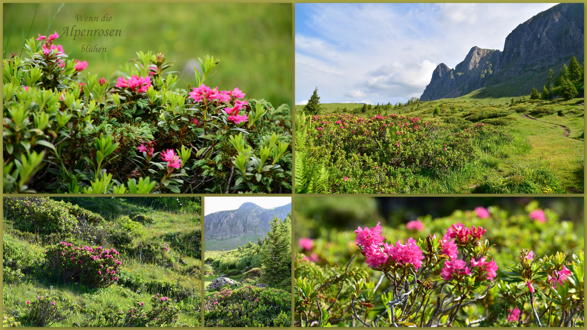 Alpenrosen Foto & Bild europe, schweiz & liechtenstein, landschaft