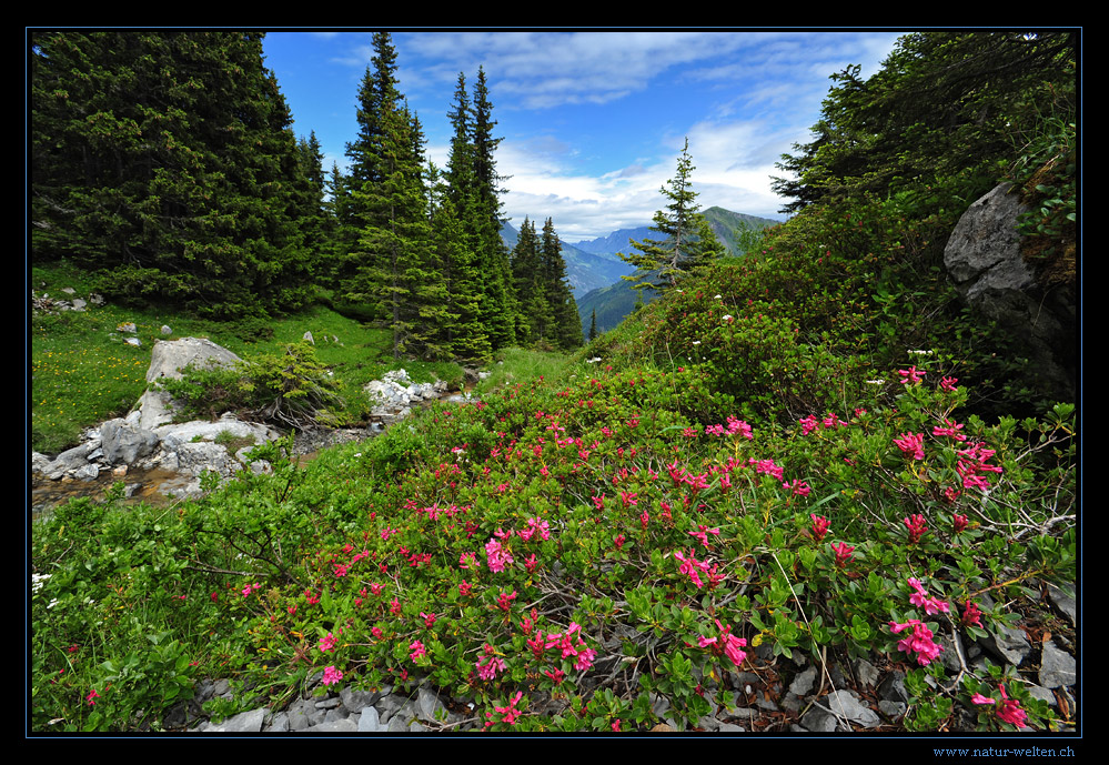 Alpenrosen Foto & Bild europe, schweiz & liechtenstein, kt