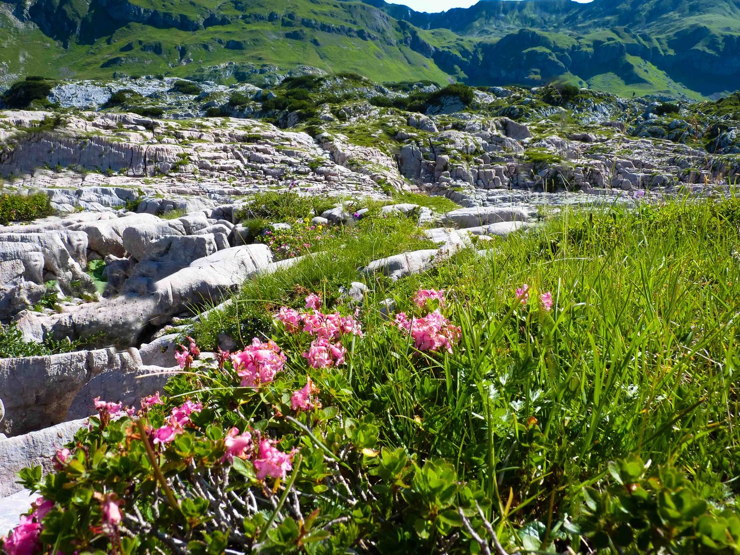 Alpenrosen Foto & Bild landschaft, heide, berge Bilder auf