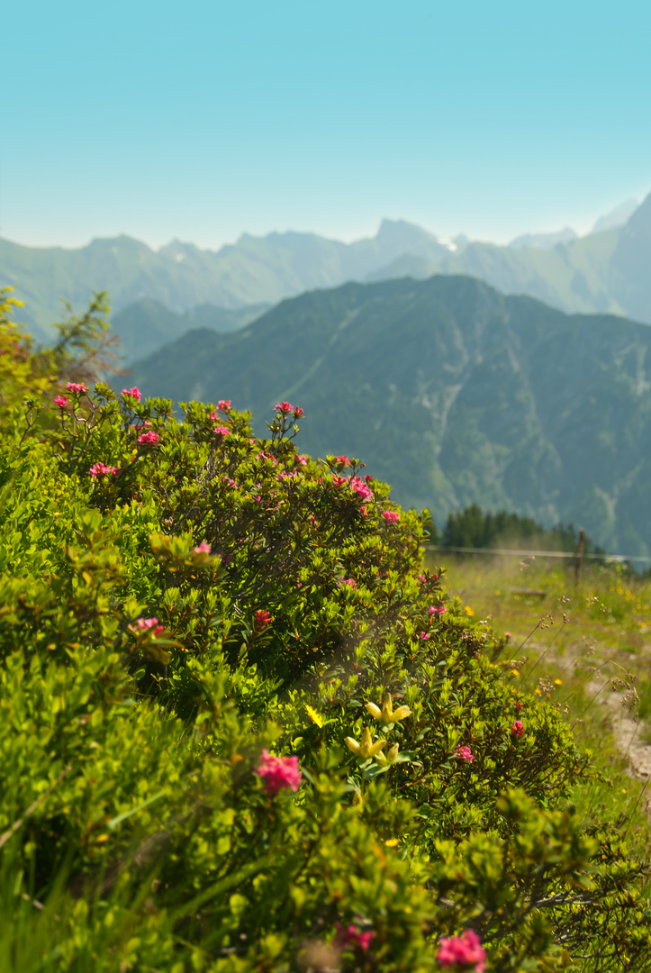 Alpenrosen am Fellhorn