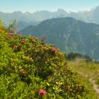 Alpenrosen am Fellhorn