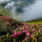 Alpenrosen am Kellerjoch