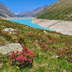 Alpenrosen am Mattmarksee