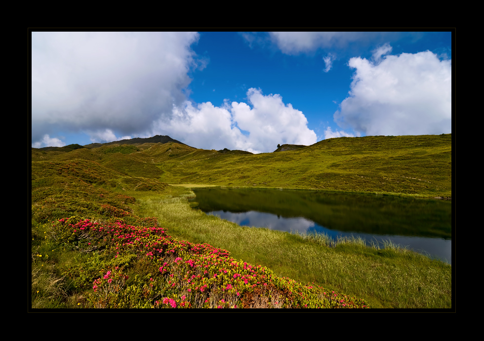 Alpenrosen am Pascuminersee