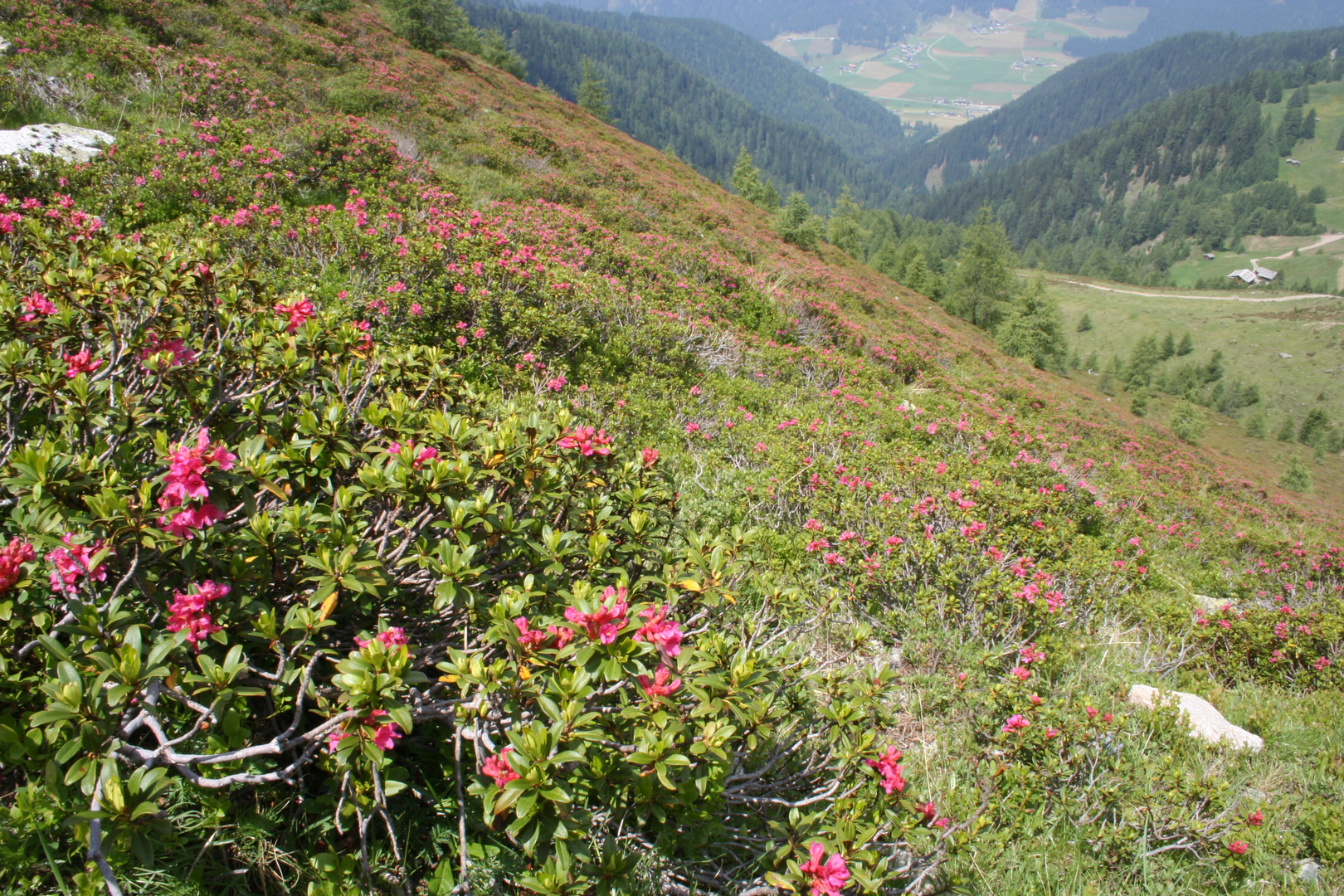 Alpenrosen am Schmugglersteig (IMG_7154)