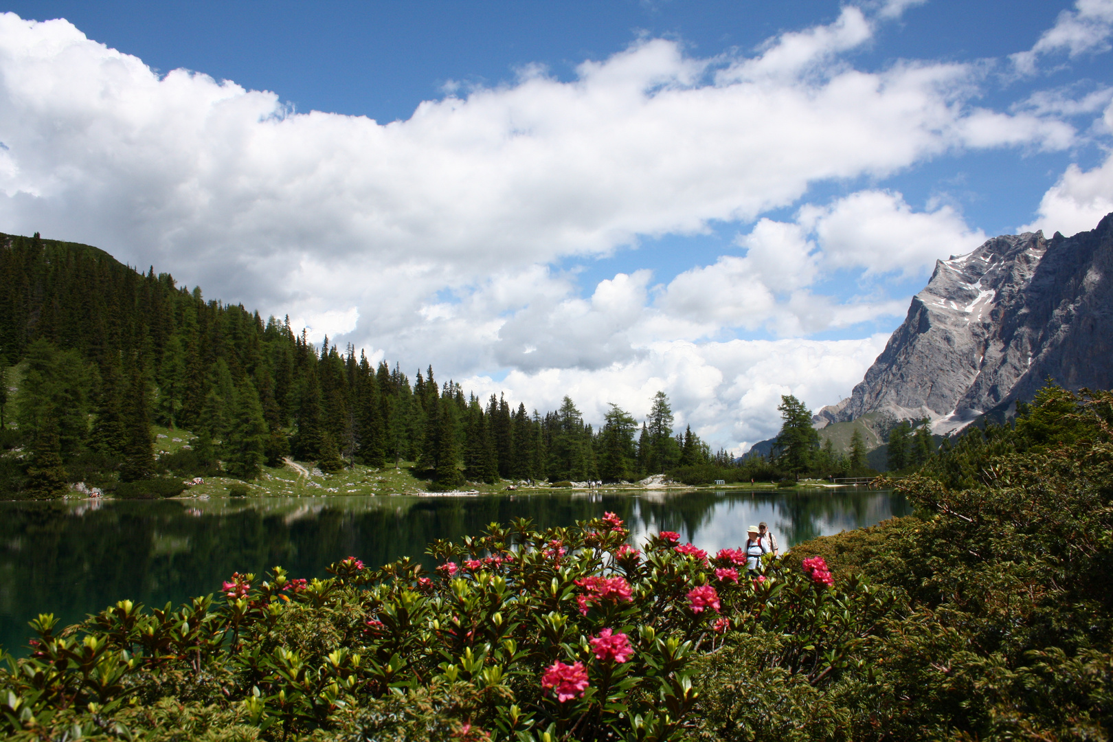 Alpenrosen am Seebensee