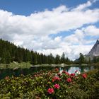 Alpenrosen am Seebensee