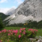 Alpenrosen am Wanderweg zum ...