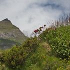 Alpenrosen am Wegesrand im Passeiertal - Südtirol