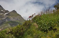 Alpenrosen am Wegesrand im Passeiertal - Südtirol