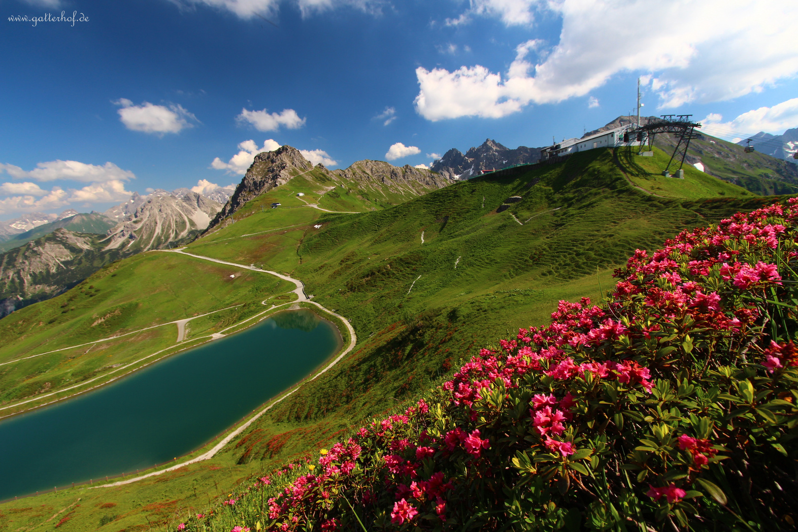 Alpenrosen an der Kanzelwand