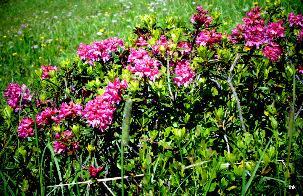Alpenrosen auf der Blasenka Foto & Bild pflanzen, pilze & flechten