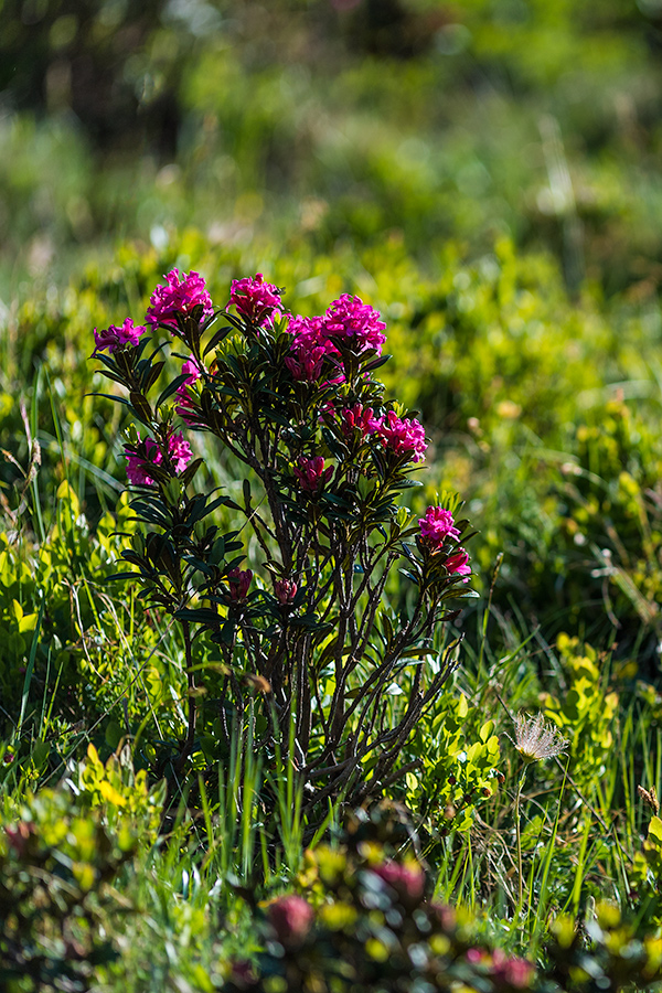 Alpenrosen