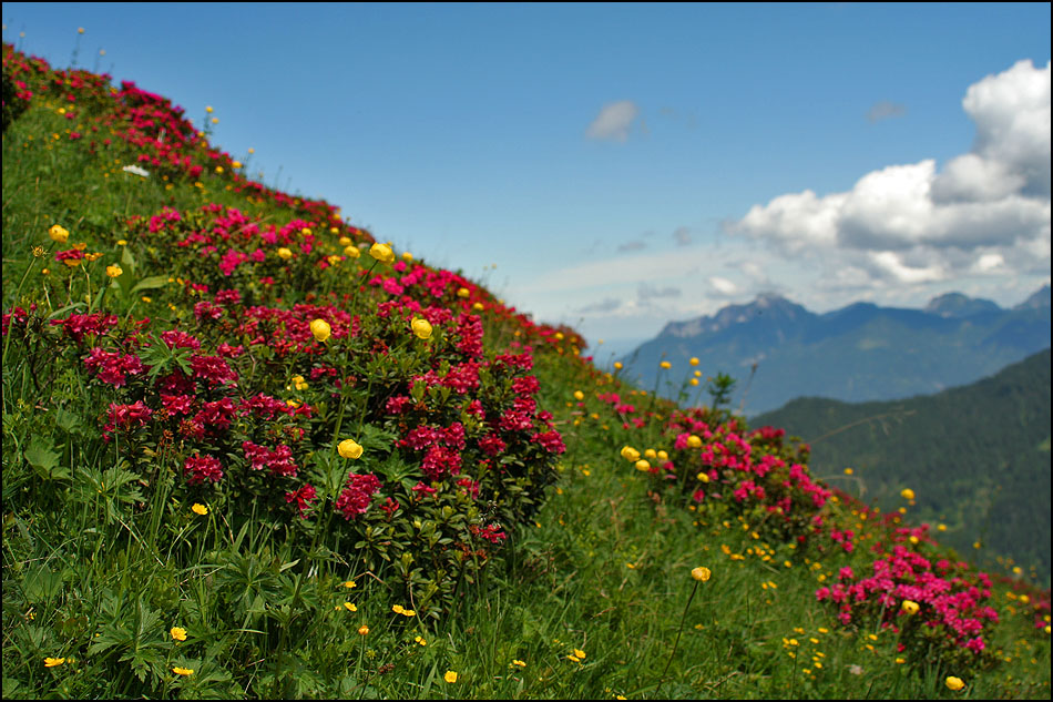 Alpenrosen blühen...
