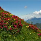 Alpenrosen blühen...