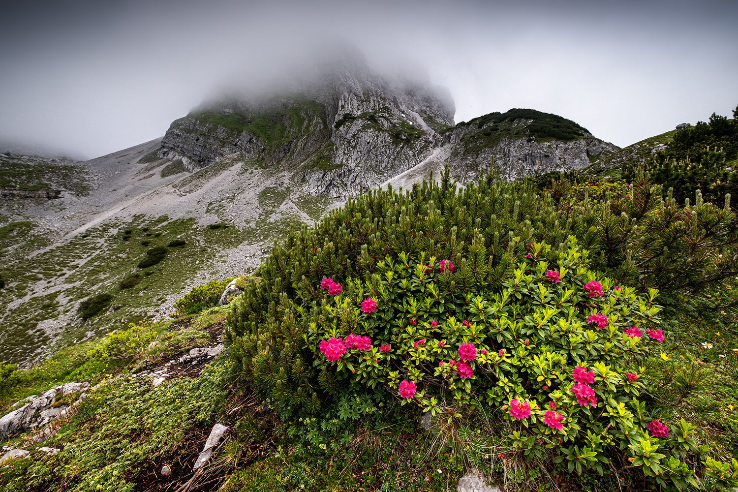 alpenrosen