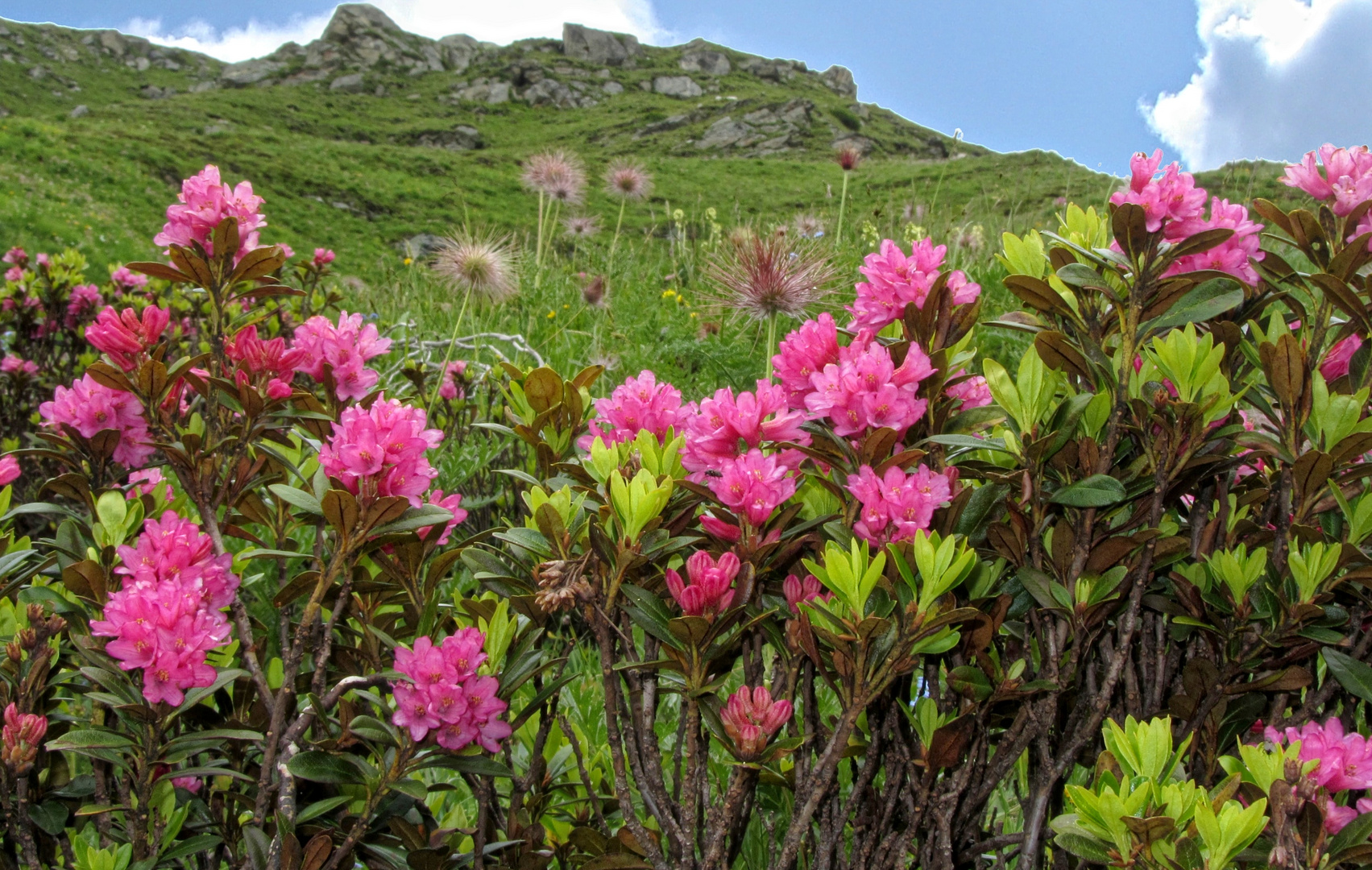 Alpenrosen