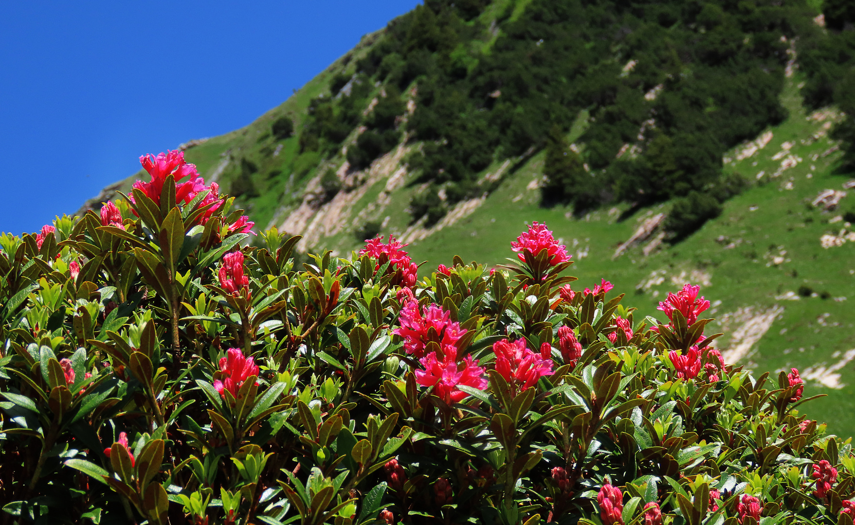 Alpenrosen