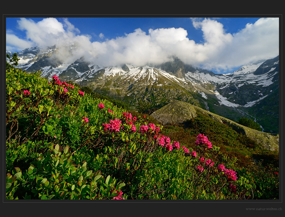 Alpenrosen im Abendlicht