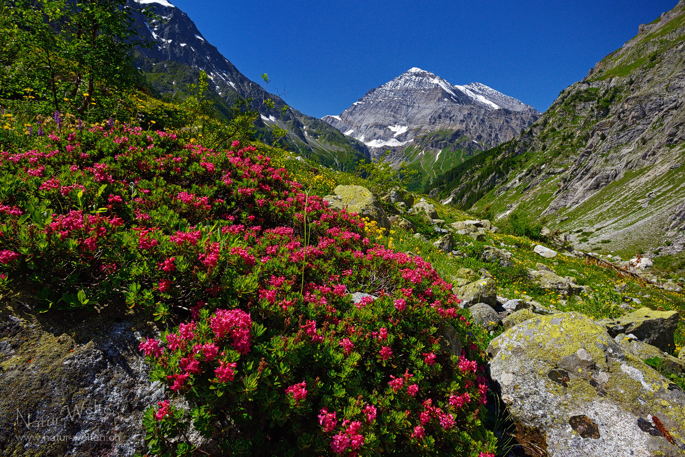 Alpenrosen im Gasterntal