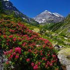 Alpenrosen im Gasterntal