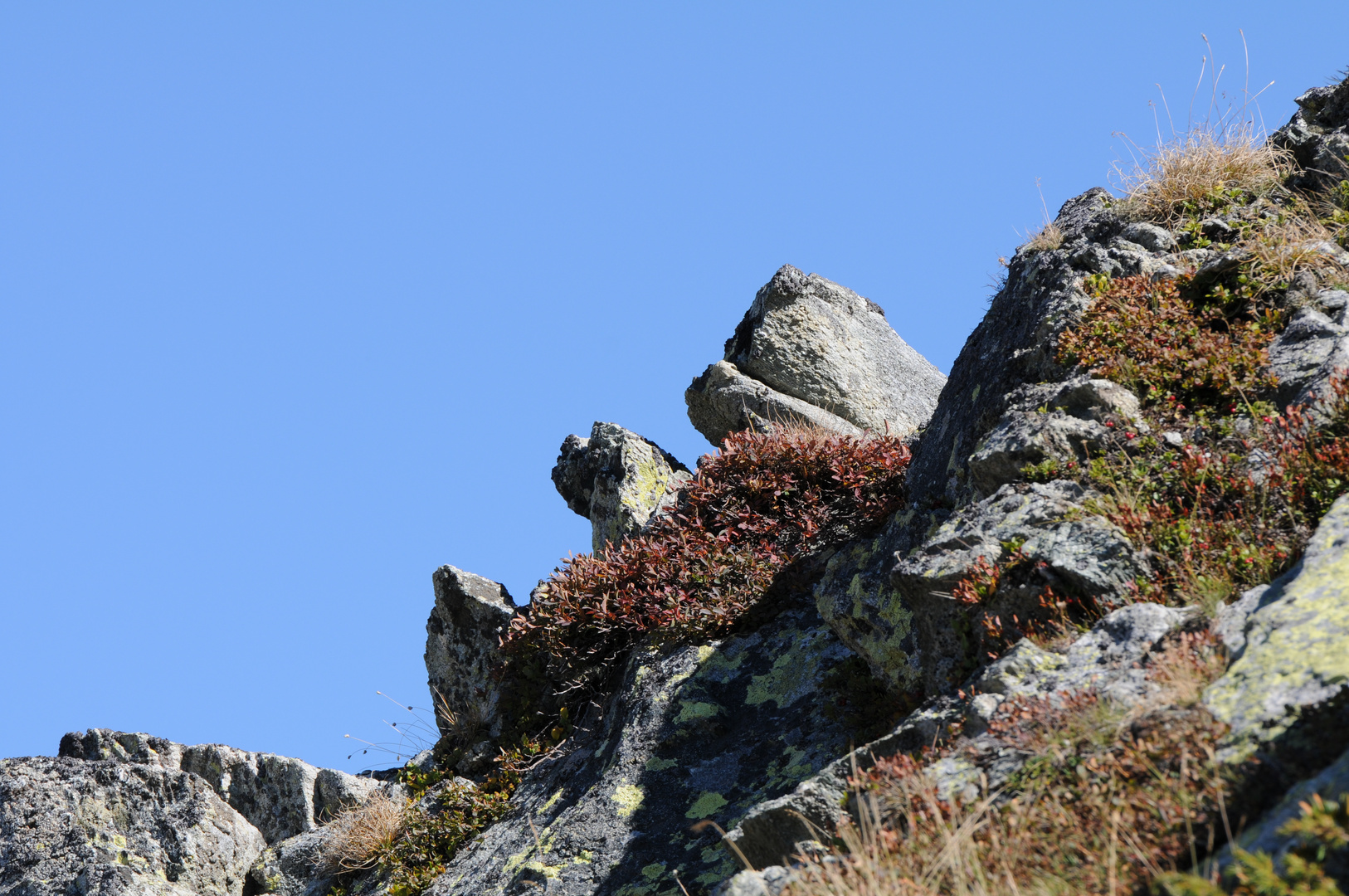 Alpenrosen im Herbst