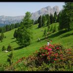 Alpenrosen im Rosengarten