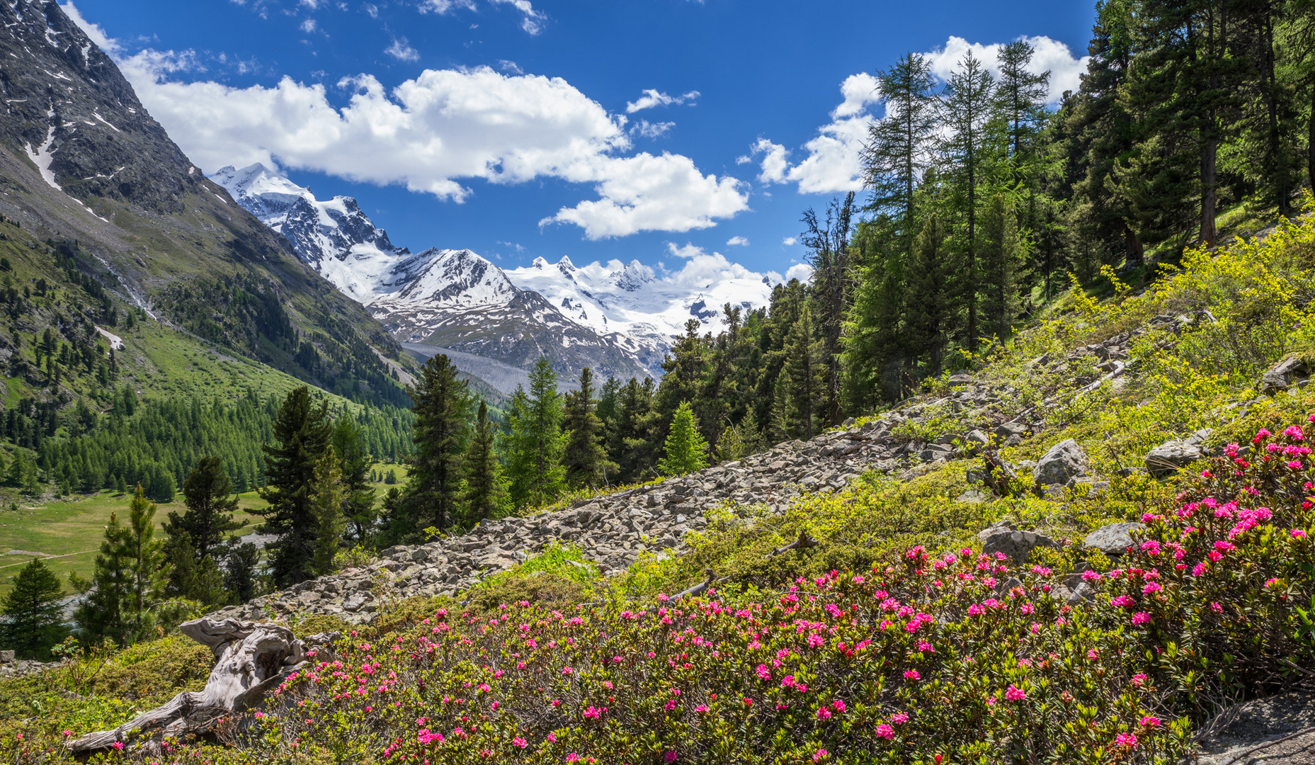 Alpenrosen im Val Roseg